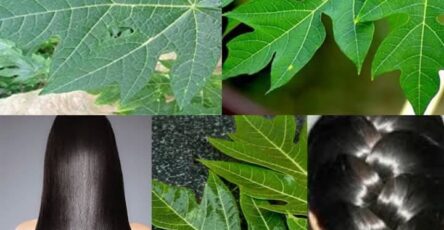 Turn White Hair to Black Hair Naturally and Grow Long Hair with Papaya Leaves Overnight